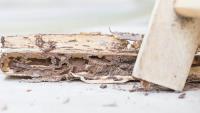 Thrill Capital Termite Experts image 1